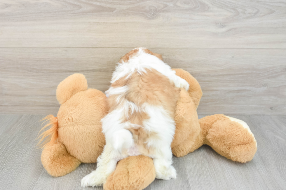 Friendly Teddy Bear Baby