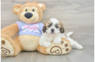 Petite Teddy Bear Designer Pup