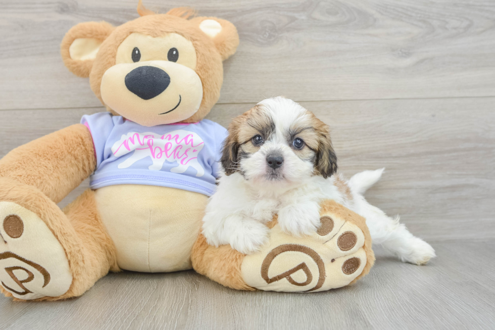 Petite Teddy Bear Designer Pup
