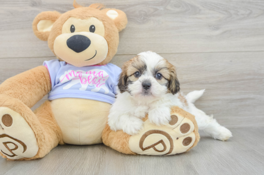 Petite Teddy Bear Designer Pup