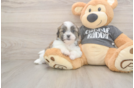 Popular Teddy Bear Designer Pup