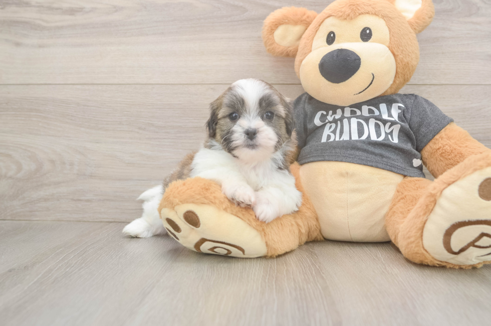 5 week old Teddy Bear Puppy For Sale - Premier Pups
