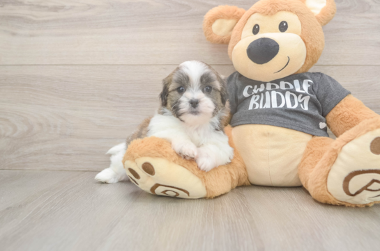 Popular Teddy Bear Designer Pup