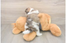 Petite Teddy Bear Designer Pup
