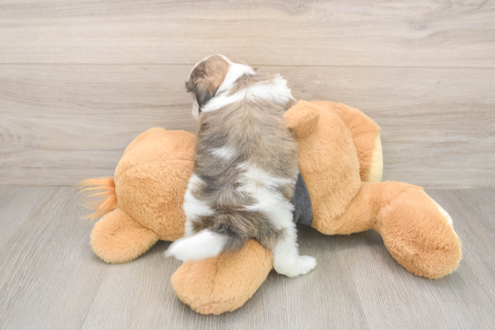 Petite Teddy Bear Designer Pup