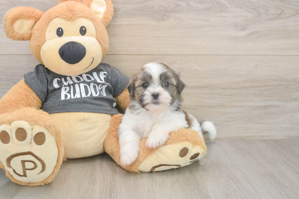 Friendly Teddy Bear Baby