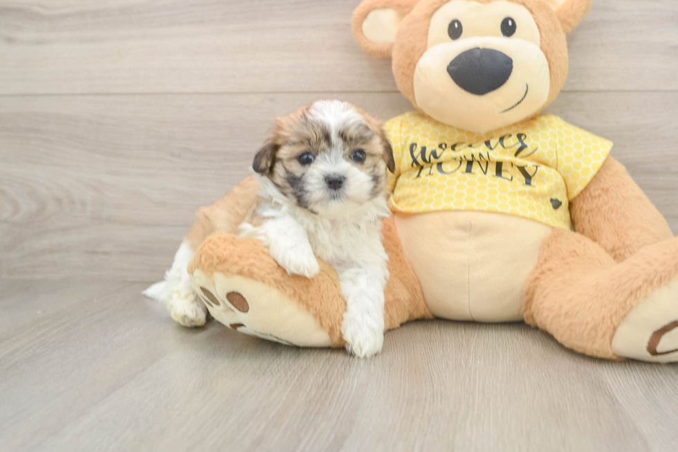 Teddy Bear Pup Being Cute