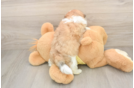 Teddy Bear Pup Being Cute