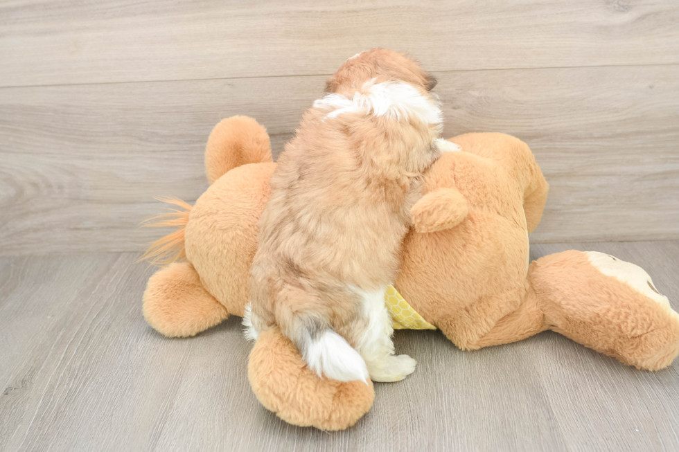 Teddy Bear Pup Being Cute