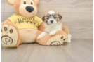 Smart Teddy Bear Designer Pup