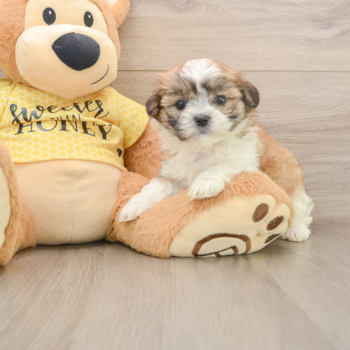 Smart Teddy Bear Designer Pup