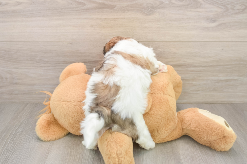 Small Teddy Bear Baby