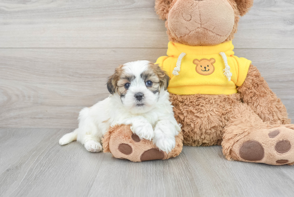 Teddy Bear Pup Being Cute