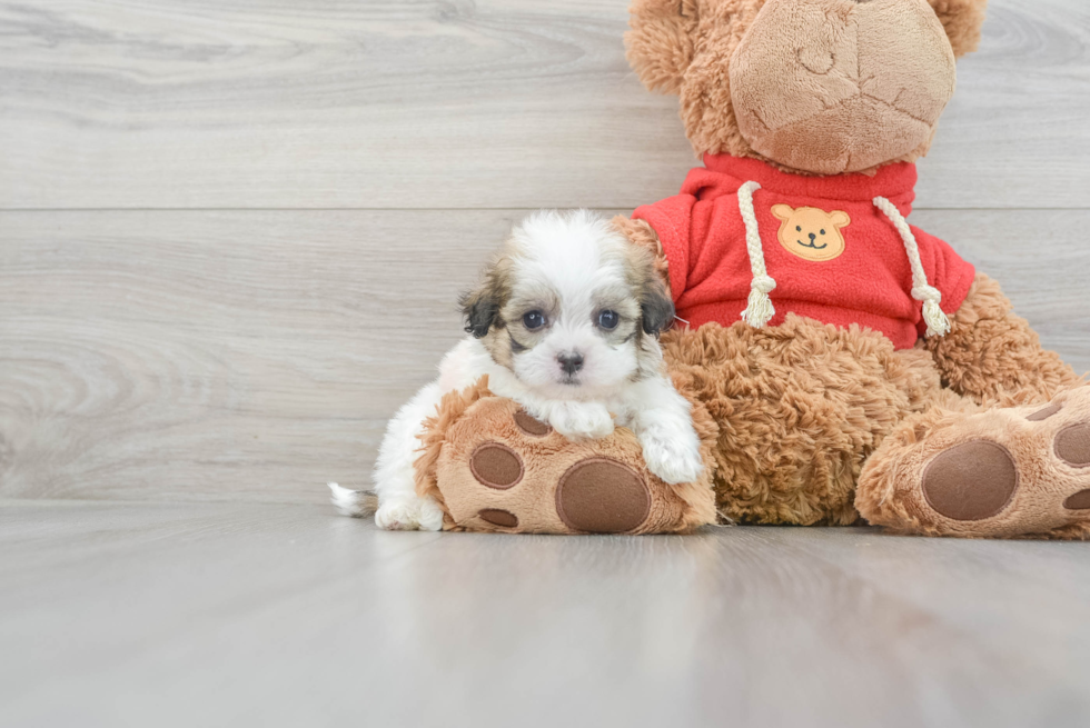 Funny Teddy Bear Designer Pup