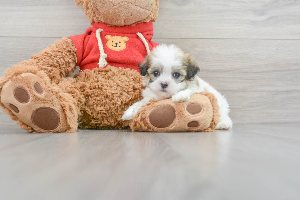 Funny Teddy Bear Designer Pup