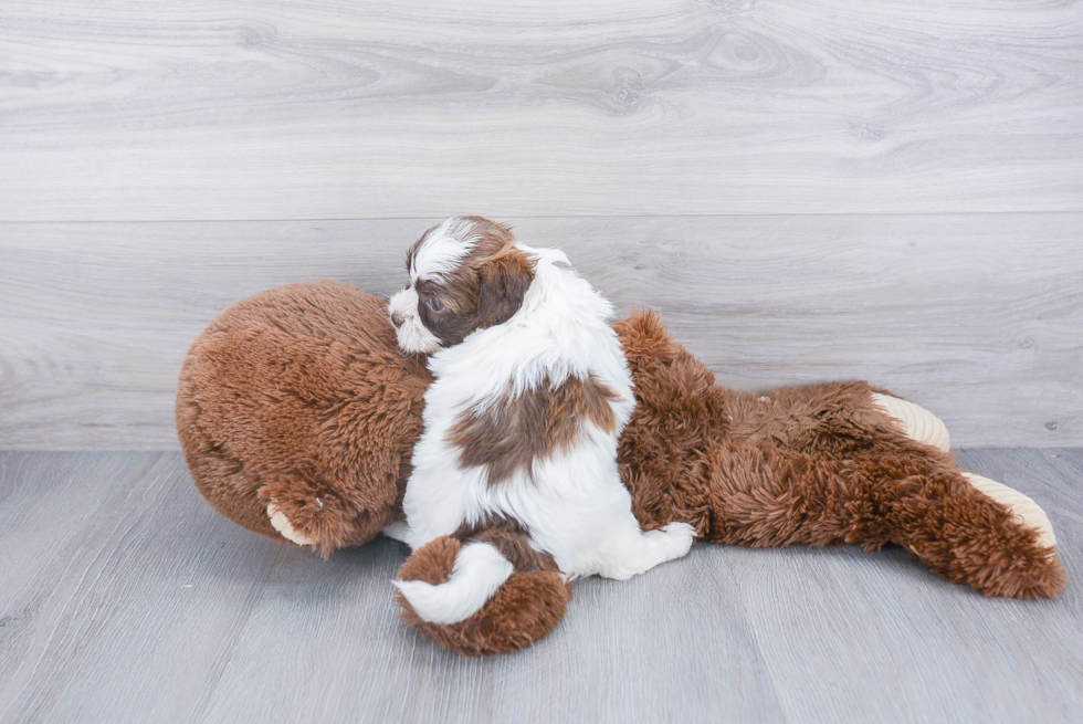 Teddy Bear Pup Being Cute