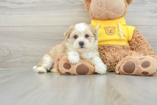 Teddy Bear Pup Being Cute