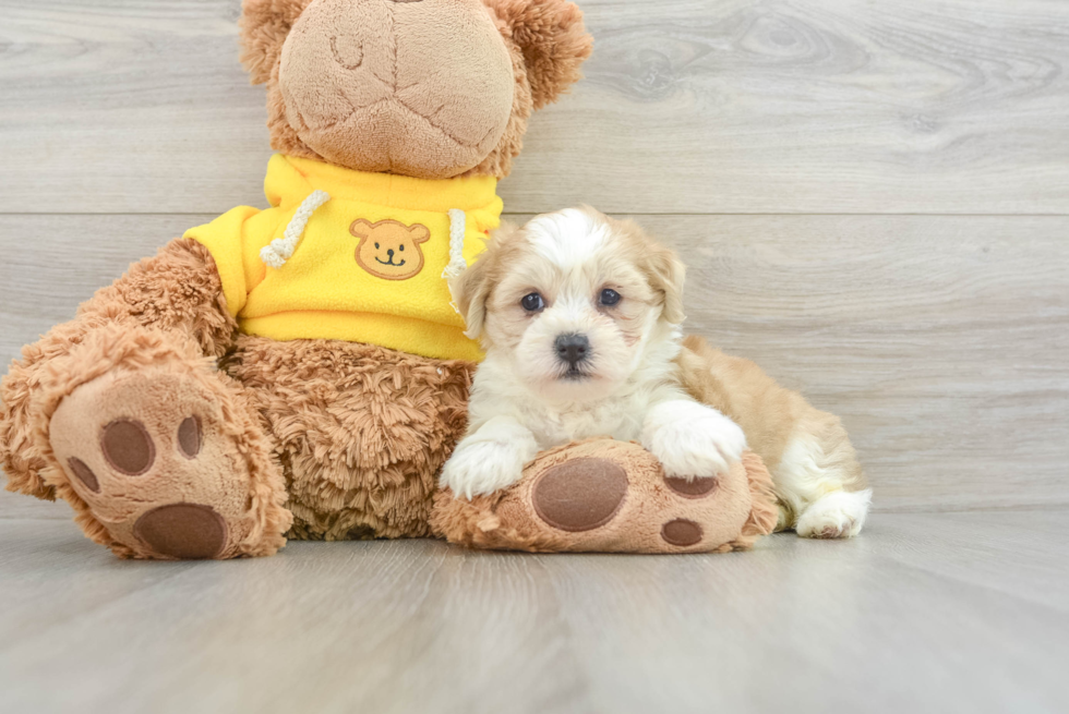 Teddy Bear Pup Being Cute