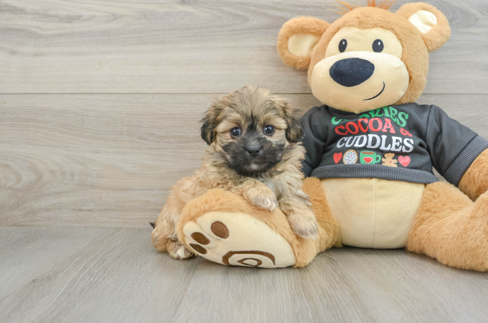 5 week old Teddy Bear Puppy For Sale - Premier Pups