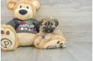 Teddy Bear Puppy for Adoption