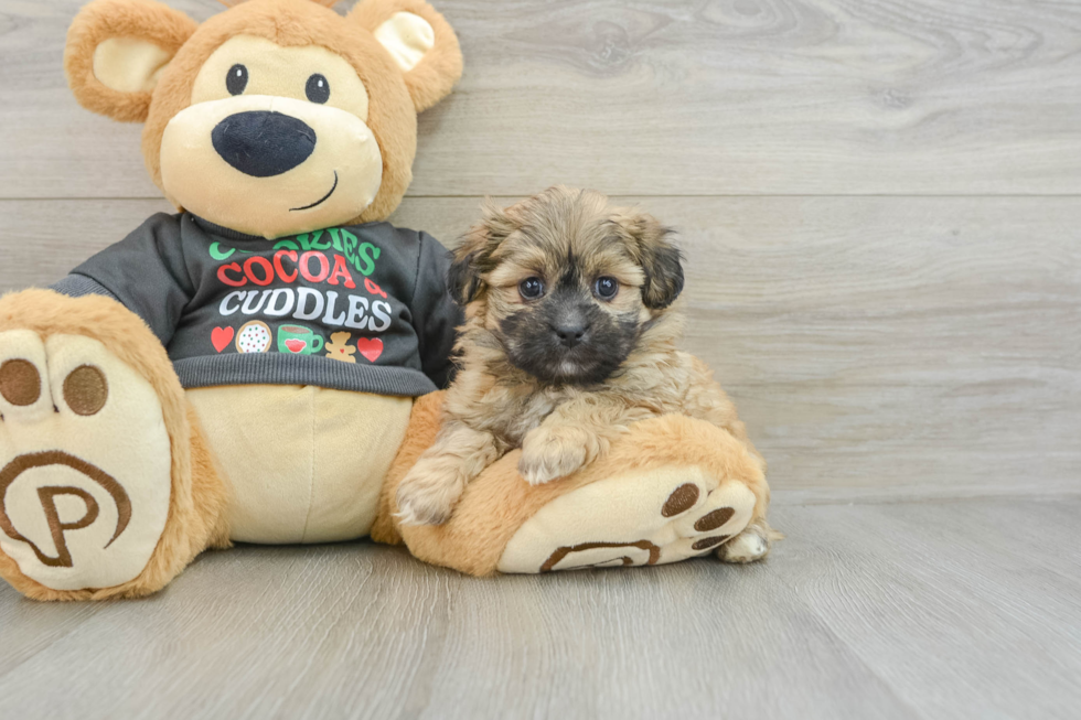 Teddy Bear Puppy for Adoption