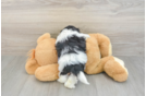 Teddy Bear Puppy for Adoption