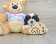 6 week old Teddy Bear Puppy For Sale - Premier Pups