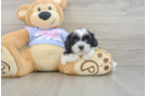 Teddy Bear Puppy for Adoption