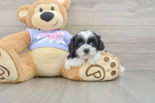 Teddy Bear Puppy for Adoption