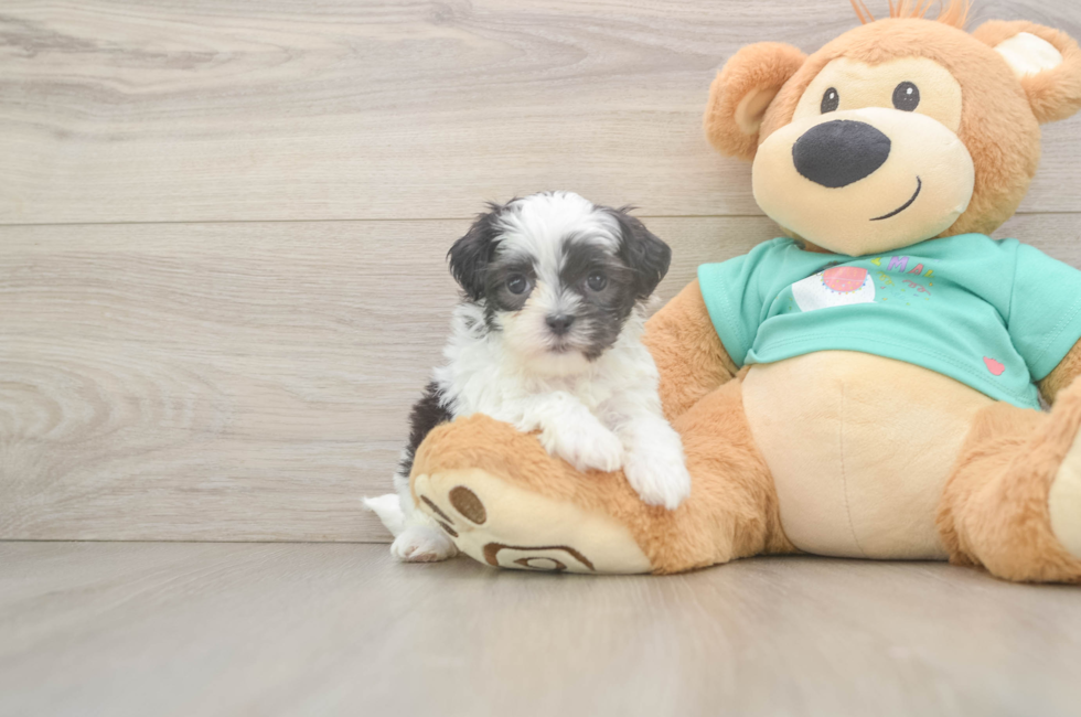 5 week old Teddy Bear Puppy For Sale - Premier Pups