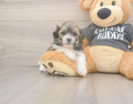 8 week old Teddy Bear Puppy For Sale - Premier Pups