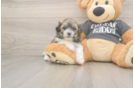 Teddy Bear Pup Being Cute