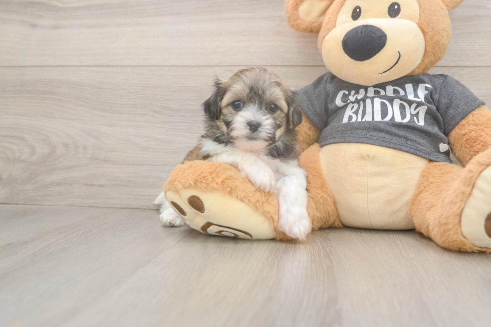 Teddy Bear Pup Being Cute