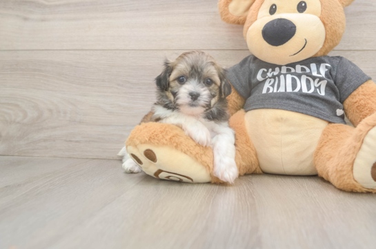 Teddy Bear Pup Being Cute