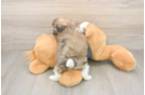 Hypoallergenic Shi Chon Designer Puppy