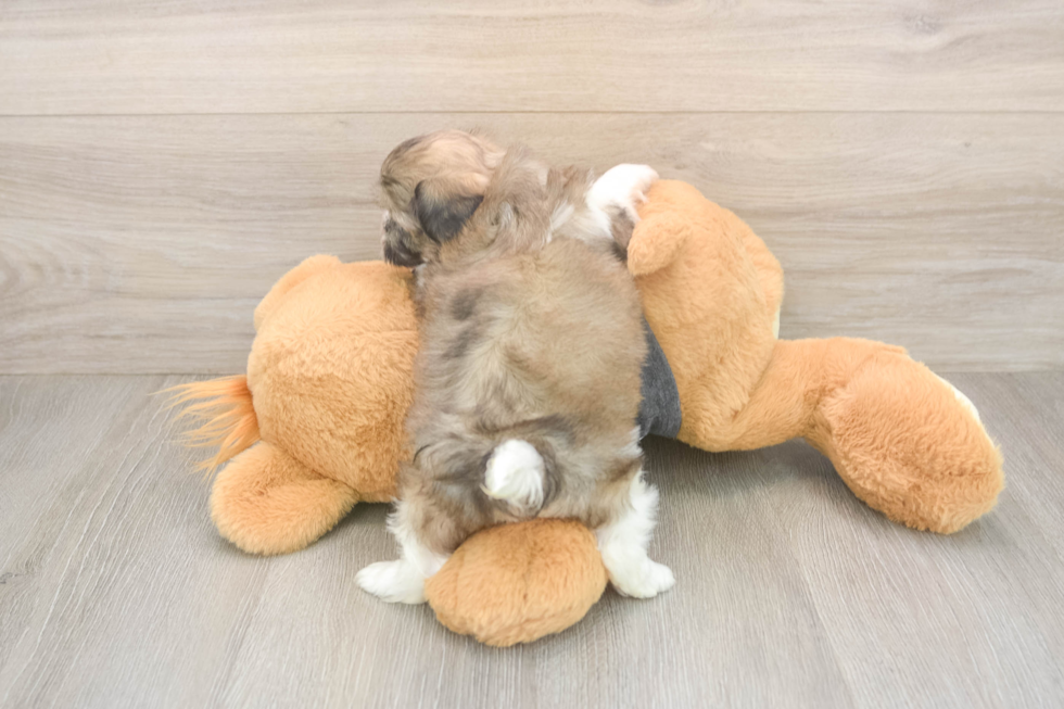 Hypoallergenic Shi Chon Designer Puppy