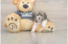 Teddy Bear Pup Being Cute
