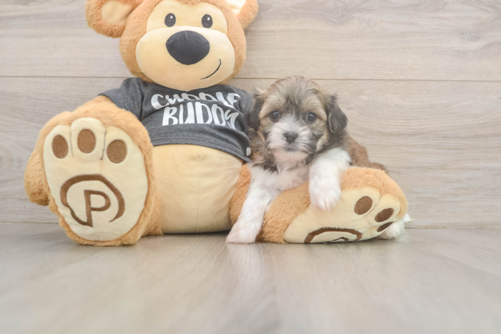 Teddy Bear Pup Being Cute