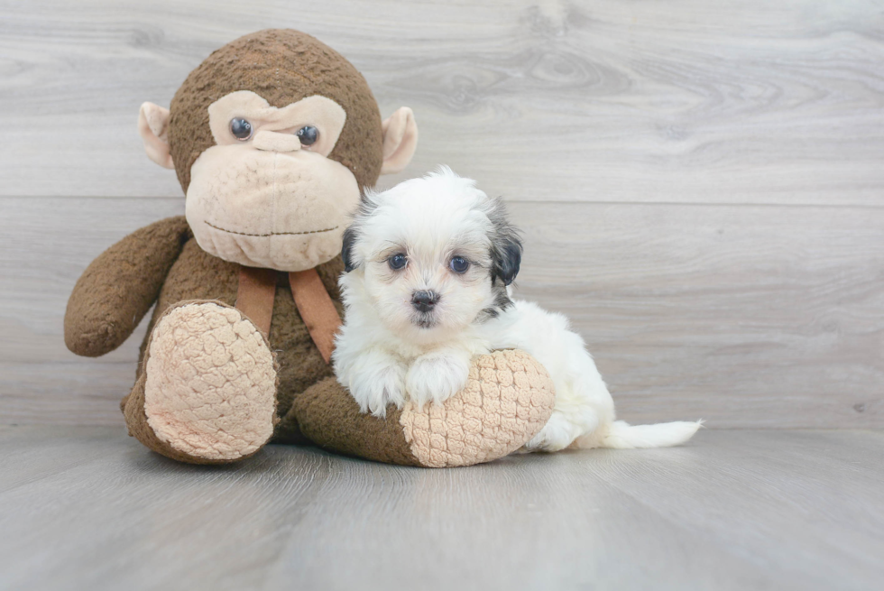 Teddy Bear Pup Being Cute