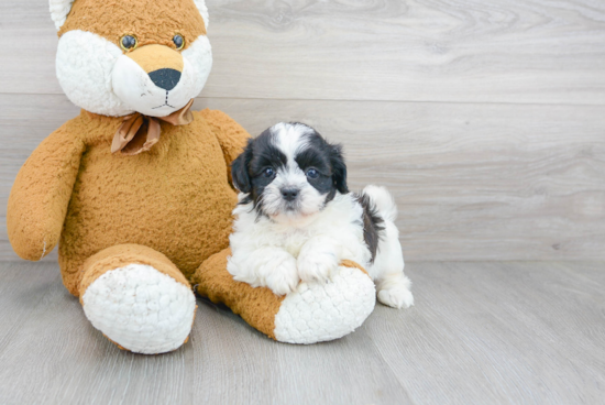 Teddy Bear Pup Being Cute