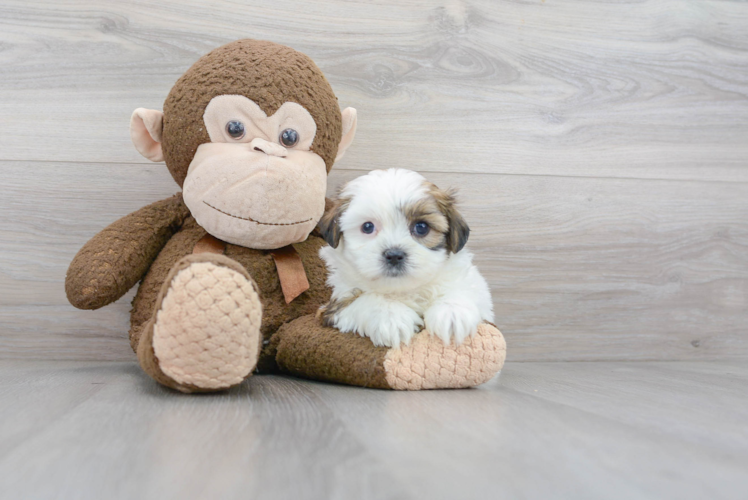 Teddy Bear Pup Being Cute