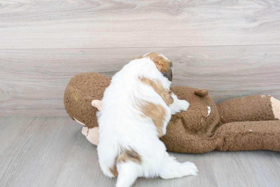 Teddy Bear Pup Being Cute