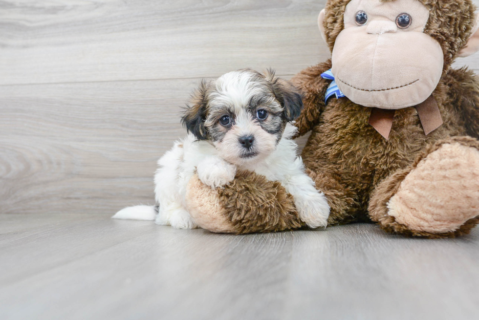 Cute Teddy Bear Designer Pup