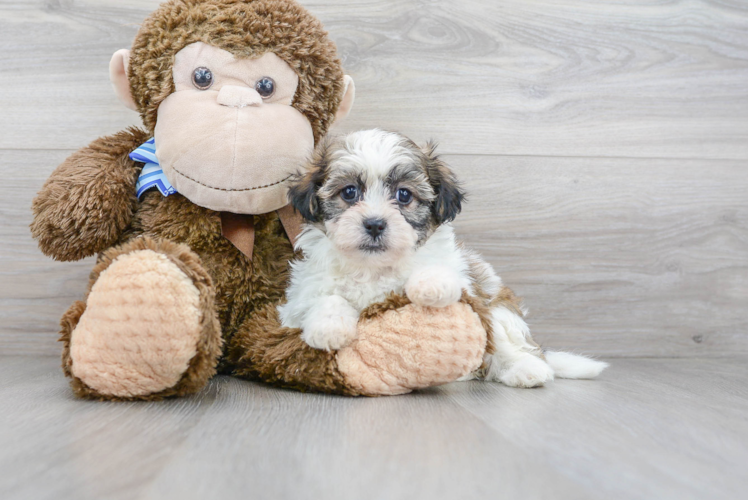 Cute Teddy Bear Designer Pup