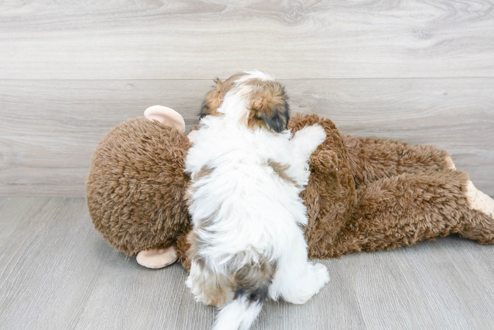 Best Teddy Bear Baby