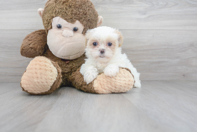 Teddy Bear Pup Being Cute