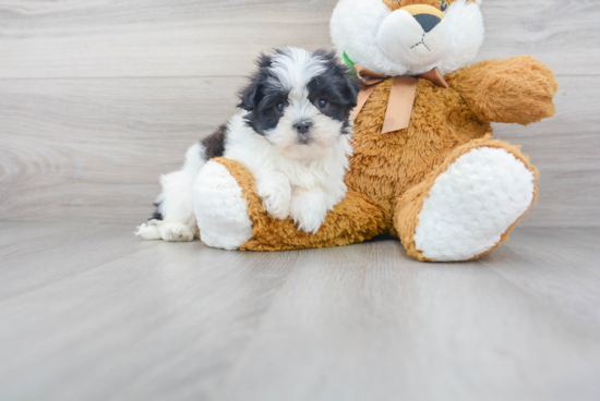 Teddy Bear Pup Being Cute