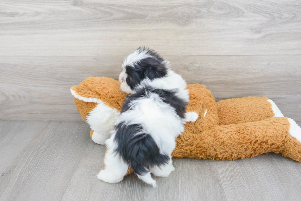 Adorable Shichon Designer Puppy