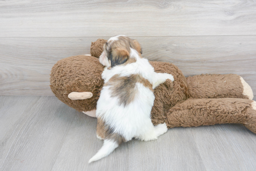 Teddy Bear Pup Being Cute