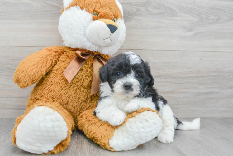 Popular Teddy Bear Designer Pup